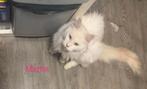 Maine coon kittens XXL, Dieren en Toebehoren, Katten en Kittens | Raskatten | Langhaar, Meerdere dieren