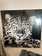 Plexiglas Schilderij Cheetah 80x80, Huis en Inrichting, Woonaccessoires | Schilderijen, Tekeningen en Foto's, Ophalen, Zo goed als nieuw