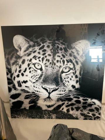 Plexiglas Schilderij Cheetah 80x80 beschikbaar voor biedingen