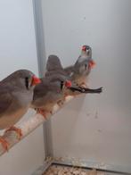 Zebravinken, Meerdere dieren, Tropenvogel, Geringd