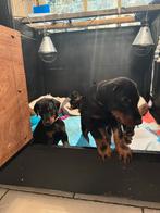 Dobermann pups te koop (nog maar een oaar beschikbaar), Overige rassen, CDV (hondenziekte), 8 tot 15 weken, Meerdere