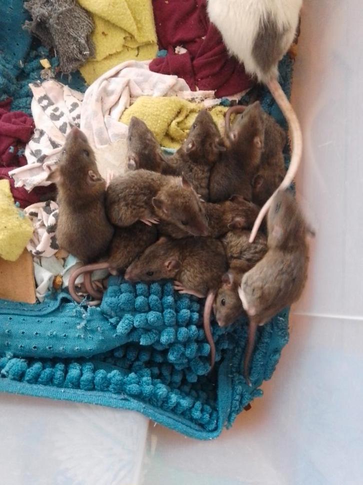 Ratten/Rittens, Dieren en Toebehoren, Knaagdieren, Meerdere dieren, Rat, Oktober