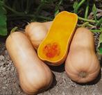 Flespompoen en sweet lightning pompoen zaden, Tuin en Terras, Ophalen of Verzenden, Volle zon