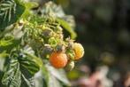 Restpartij 15 frambozen in soorten en kleuren, Volle zon, Vaste plant, Ophalen of Verzenden, Zomer