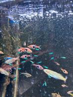 kardinaal tetras, Vis, Zoetwatervis, Schoolvis