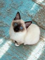 Ragdoll kitten (poes) met stamboom beschikbaar, Dieren en Toebehoren, Poes, Gechipt, 0 tot 2 jaar