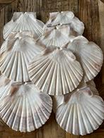 25 platte Sint Jacobsschelpen Decoupage knutselen  Decoratie, Ophalen of Verzenden, Nieuw, Materiaal