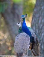 Pauwen, Dieren en Toebehoren, Pluimvee, Meerdere dieren, Overige soorten