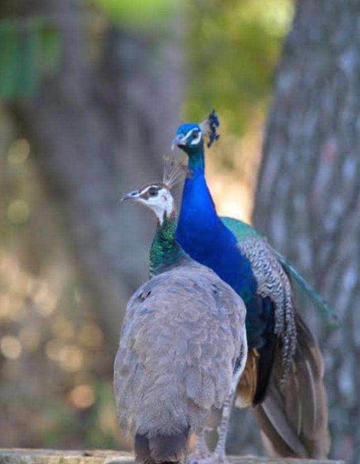 Pauwen, Dieren en Toebehoren, Pluimvee, Overige soorten, Meerdere dieren