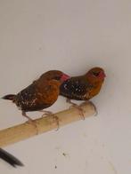 2-2 Rode tijgervinken, Dieren en Toebehoren, Meerdere dieren, Tropenvogel
