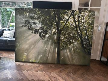 Schilderij Bos met Zonnestralen beschikbaar voor biedingen