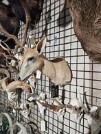 opgezette gewone duiker borst preparaat hert taxidermy, Ophalen of Verzenden, Nieuw, Hert, Opgezet dier