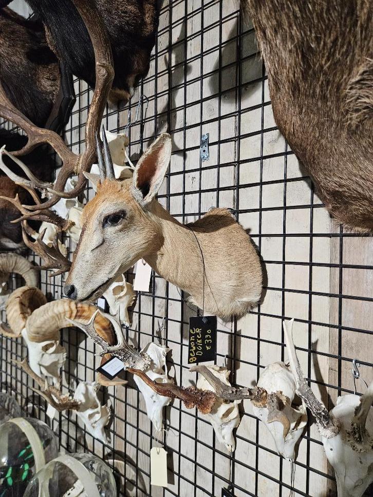 opgezette gewone duiker borst preparaat hert taxidermy, Verzamelen, Dierenverzamelingen, Nieuw, Opgezet dier, Hert, Ophalen of Verzenden