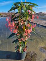 Begonia Corallina Roze Piramyde p19 (3), Ophalen of Verzenden, Halfschaduw, Minder dan 100 cm
