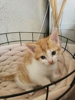 Lieve kitten, Dieren en Toebehoren, Poes