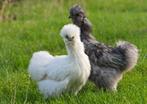 Gezocht: Zijdehoeners (hennen), Dieren en Toebehoren, Pluimvee, Vrouwelijk, Kip