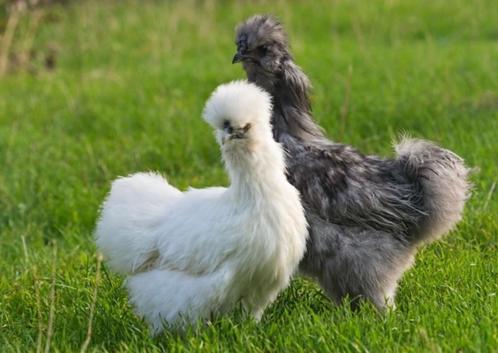 Gezocht: Zijdehoeners (hennen), Dieren en Toebehoren, Pluimvee, Kip, Vrouwelijk