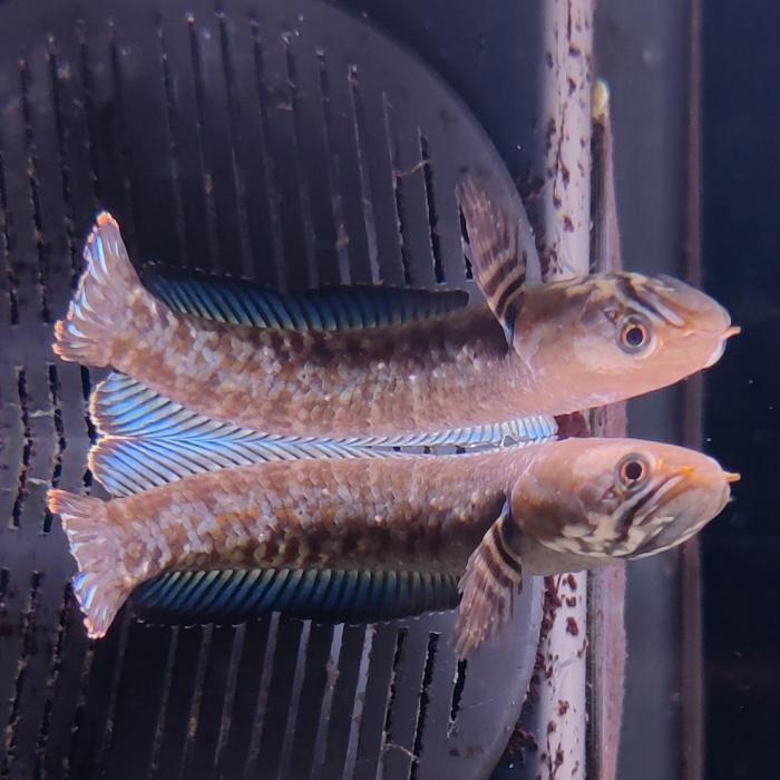 Channa androa, Dieren en Toebehoren, Vissen | Aquariumvissen, Vis