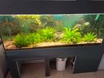 Compleet aquarium 160x60x50 teab, Ophalen, Zo goed als nieuw, Overige typen