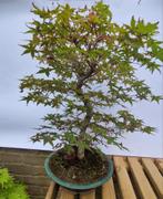 Acer Palmatum Deshojo bonsai, Tuin en Terras, Planten | Bomen, In pot, Bloeit niet, Halfschaduw, Minder dan 100 cm