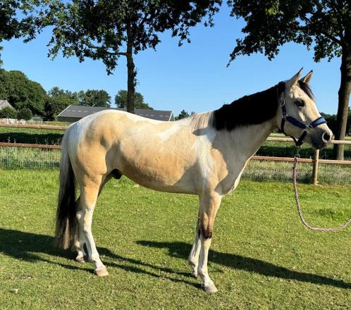 Prachtige opvallende valkbonte 3 jarige Painthorse ruin, Dieren en Toebehoren, Paarden, Ruin, Onbeleerd, 160 tot 165 cm, 3 tot 6 jaar