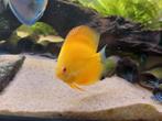 Albino Pearl Diamond Yellow Discus vis, Dieren en Toebehoren, Vissen | Aquariumvissen