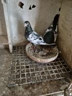 Pakistaanse  hoogvlieger, Dieren en Toebehoren, Vogels | Duiven, Meerdere dieren, Overige soorten