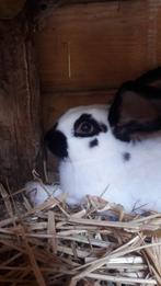 Jonge lotharingen konijnen, Dieren en Toebehoren, Konijnen, Mannelijk, Groot, 0 tot 2 jaar