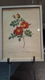 3 schilderijtjes Botanische  Print van Rozen, Antiek en Kunst, Ophalen of Verzenden