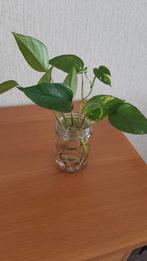 Epipremnum stekjes (3 stuks) geworteld, Vaste plant, Ophalen of Verzenden, Bloeit niet, Halfschaduw