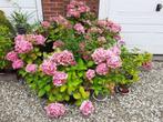 Hortensia, boerenhortensia, Hydrangea macrophylla, Vaste plant, Halfschaduw, Zomer, Ophalen