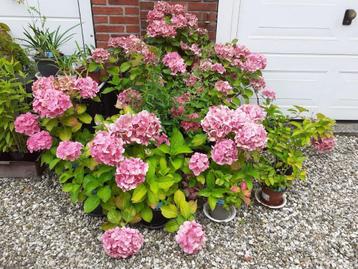 Hortensia, boerenhortensia, Hydrangea macrophylla beschikbaar voor biedingen