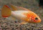 Apistogramma Viejita Gold paar - Koidream Valburg, Vis, Zoetwatervis