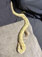 3 slangen met alle toebehoren, Dieren en Toebehoren, Reptielen en Amfibieën, Slang