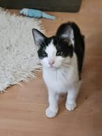 3 Halve Britse korthaar kittens zoeken een nieuw baasje!!, Meerdere dieren, Kortharig, 0 tot 2 jaar