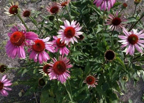 Echinacea purpurea - Rode Zonnehoed zaden, Tuin en Terras, Bloembollen en Zaden, Zaad, Voorjaar, Volle zon, Ophalen of Verzenden