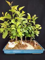 Bonsai elzen bosje 9 jaar, Hobby en Vrije tijd, Ophalen