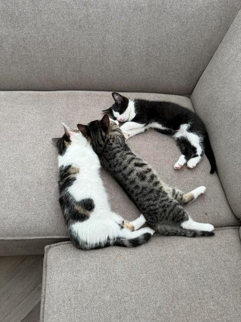 Prachtige kittens te koop., Dieren en Toebehoren, Katten en Kittens | Raskatten | Korthaar, Meerdere dieren, Ontwormd