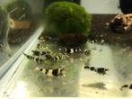 CARIDINA PANDA GARNALEN, Kreeft, Krab of Garnaal, Zoetwatervis, Schoolvis