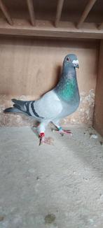 Postduiven vader midfond kampioen, Dieren en Toebehoren, Mannelijk, Postduif