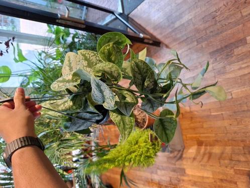 Scindapsus Trebie, Huis en Inrichting, Kamerplanten, Overige soorten, Minder dan 100 cm, Groene kamerplant, Halfschaduw, In pot