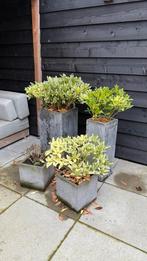 Plantenbakken + Planten, Tuin en Terras, Ophalen, Gebruikt, 40 cm of meer, Vierkant