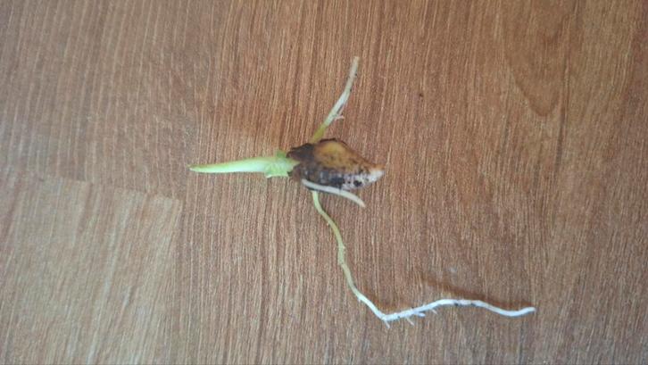 alocasia Heterophylla knolletje🌱, Huis en Inrichting, Kamerplanten, Overige soorten, Minder dan 100 cm, Groene kamerplant, Halfschaduw