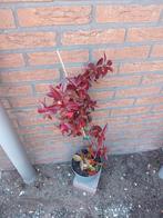 Klimplanten jasmijn, Ophalen of Verzenden, Overige soorten, Volle zon