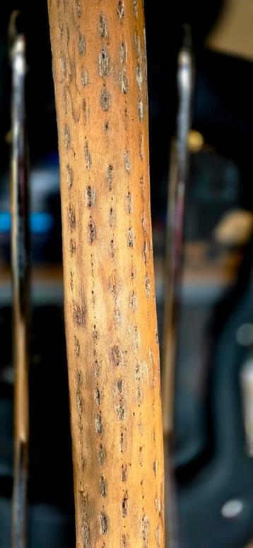 Professionele Rainmaker - 1.75m Cactus Hout beschikbaar voor biedingen