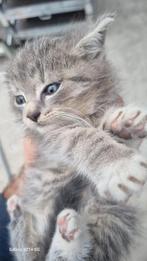 Britse korthaar katertje.10 weken oud., Dieren en Toebehoren, Katten en Kittens | Raskatten | Langhaar, Kater