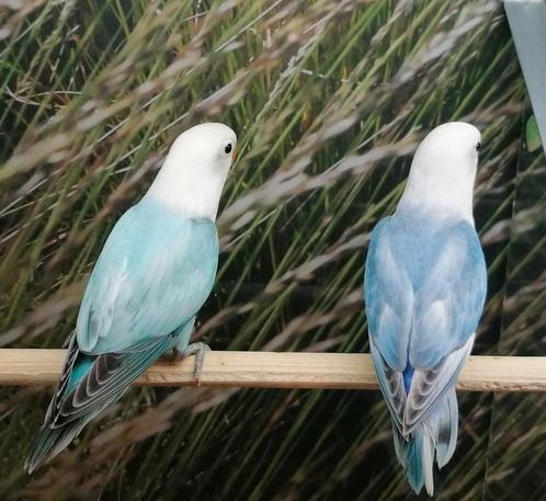 Agapornissen in diverse prachtige kleurmutaties., Dieren en Toebehoren, Vogels | Parkieten en Papegaaien, Dwergpapegaai of Agapornis