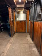 Te Huur, Dieren en Toebehoren, Ruin, 0 tot 2 jaar