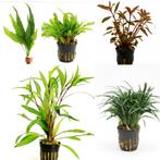 Aquariumplanten pakket, aquarium planten pakket (garnalen), Dieren en Toebehoren, Ophalen of Verzenden, Nieuw, Plant(en), Steen of Hout