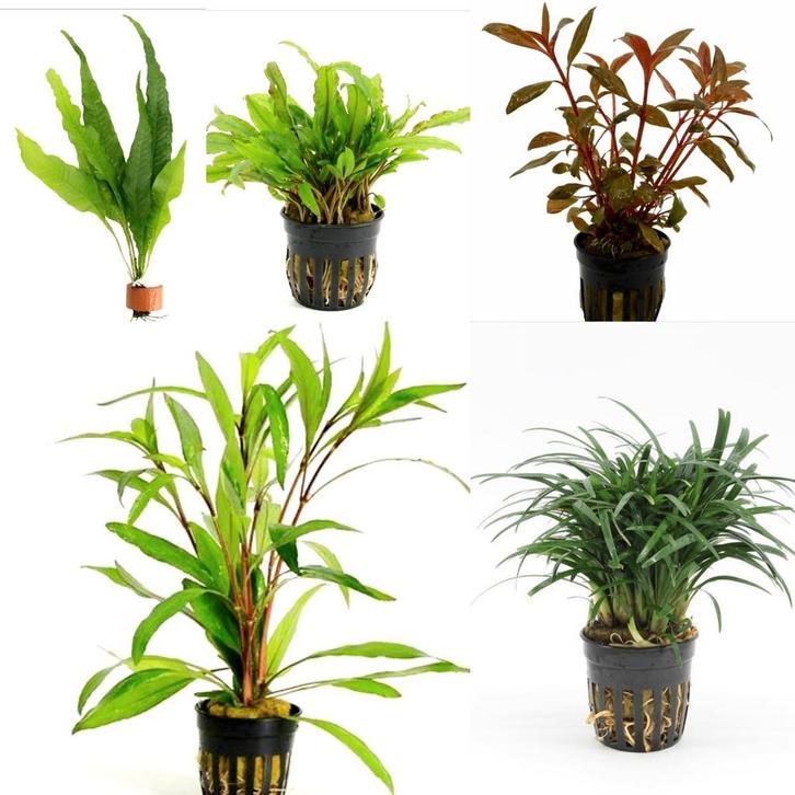 Aquariumplanten pakket, aquarium planten pakket (garnalen), Dieren en Toebehoren, Vissen | Aquaria en Toebehoren, Nieuw, Plant(en), Steen of Hout